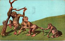 3 Chimpanzee Monkeys Playing 1905 Postcard picture
