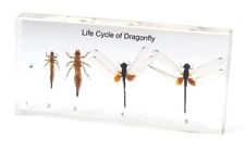 Life Cycle of Dragonfly Specimen Paperweight Taxidermy Collection Resin picture