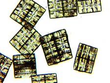 Antique Microscope  Slide.  Diatoms Terpsinea Musica picture