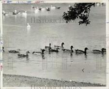1965 Press Photo Ducks Crossed between Texas Mottled, Northern Mallard, Texas picture