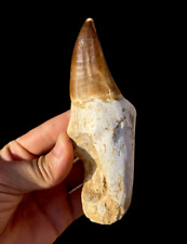 Genuine Mosasaurus Tooth Fossil - Jurassic Era Dinosaur, Fossilized Dino tooth picture