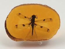 Dragonfly Insect in Replica Amber Pendant Taxidermy Fossil Bug In Resin + Stand picture