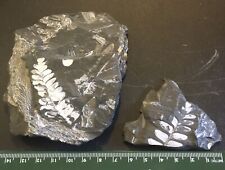 Two PA Paleozoic Seed Ferns (extinct) Fossils in Matrix (D) picture