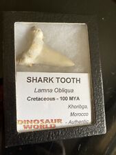 Fossil Shark Tooth- Lamna Obliqua Cretacous -100 MYA w/ Display Box Glass Front picture