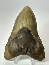 Megalodon Shark Tooth 4.81” Unique - Natural Fossil - Authentic 17987 picture