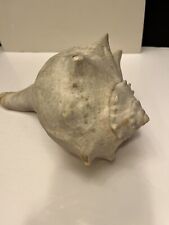 Vintage Knobbed Whelk 8 in. Seashell Pinkish Orang Interior Imperfect with Chips picture