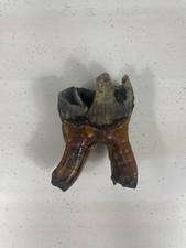 Fossil Wooly Rhinoceros Molar Tooth Pleistocene Epoch Ice Age Siberia Permafrost picture