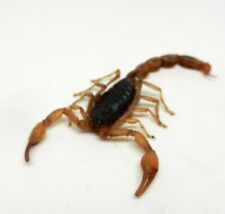 5 Pc Real Dead Asian Scorpion Insect Bug Loose Specimen Arts Crafts Teaching Aid picture