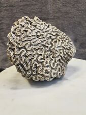 Natural Oval Shaped White Brain Coral Fossil 2+ lbs Beach Aquarium Sea Ocean picture