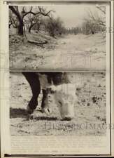 1971 Press Photo Hereford nibbles at grass on drought stricken field, Texas picture