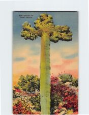 Postcard Species of Giant Cactus picture
