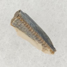 Tyrannosaurus rex 0.50" Dinosaur Tooth Fossil - Hell Creek Fm. - Perkins Co., SD picture