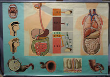 vintage rollable human poster wall chart nutrition food digestion picture