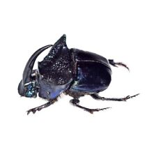 Phanaeus quadridens ONE REAL BLUE HORNED DUNG BEETLE Guatemala PINNED picture