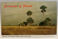 Everglades of Florida Sawgrass and Palmetto Clumps Vintage FL Postcard picture