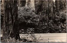 Vintage 1940s CALIFORNIA Redwood Highway RPPC Postcard Patterson Real Photo #973 picture