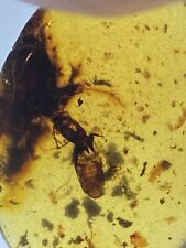 Prehistoric Insect Skin Exoskeleton Fossil, Genuine Burmite Amber, 98MYO picture