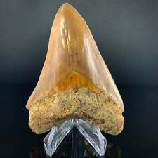 Indonesian Megalodon Shark Tooth 4.55