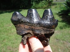 STUNNING EXTINCT MEGAFAUNA MAMMAL TOOTH FLORIDA FOSSILS ICE AGE JAW BONES SKULL picture