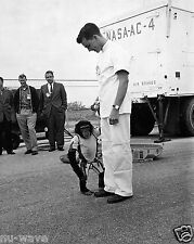 HAM the Chimpanzee First Hominid Launched into Space Program Begins 1961 picture