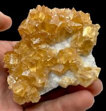 Golden Calcite On Baryte Xls: Newcastle-Shirley Basin. Carbon Co., Wyoming 🇺🇸 picture