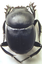 Dung Beetle: Canthon imitator (Scarabaeidae) USA Coleoptera picture