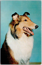 Collie Dog Breed Pet Animal Pet Cute Mans Best Friend USA Vintage Postcard picture