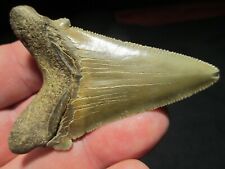 2-5/8 Inch ANGUSTIDENS SHARK TOOTH Fossil Megalodon Ancestor Fish Teeth SHARP picture