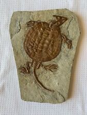 Placochelys Fossil Turtle Dinosaur Placodonts Skeleton With Skull Claws Triassic picture