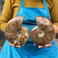 2pcs 3.52LB Natural Tentacle Ammonite Fossil Specimen Shell Healing Madagascar picture