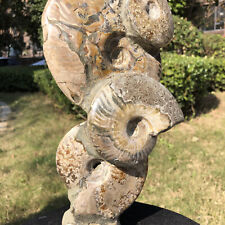 4.95LB   Natural Beautiful Ammonite Fossil Conch Crystal Specimen Healing picture