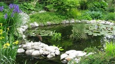 ECO Pond. Freshwater Ecosystem Starter, Scuds, Seed Shrimp, Plants, Snails+more picture