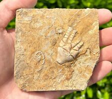 DOUBLE Fossil Crinoids Matrix Camptocrinus alabamensis & Phacelocrinus Alabama picture