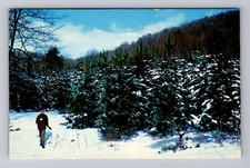 Pennsylvania, Hunter Pine Plantation, Wildlife, Vintage Postcard picture