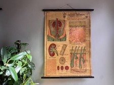 Antique SKIN & EXCRETORY ORGANS Anatomy chart elementary physiology circa 1908 picture