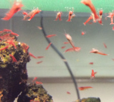 MT AQUATICS Opae Ula Maintenance Kit Pure Brackish Water + Bio Film Starter picture