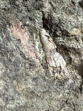 Hyneria Tooth Fossil in Matrix Late Devonian Red Hill Pennsylvania f21 picture
