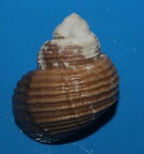 Tonyshells Freshwater Snail Viviparus mainitensis 28mm F+++/gem Superb  picture
