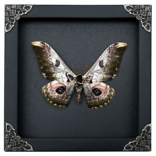 Real Dead Framed Moth Insect Frame Taxidermy Taxadermy Wall Art Decoration picture
