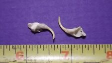 2 Venomous SNAKE FANGS, Taxidermy Collectible Reptile Venom *FREE SHIPPING* #12 picture