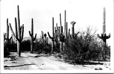 c1940 Giant Saguaro Cactus at Arizona Real Photo Postcard RPPC Unposted Unused  picture