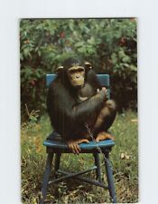 Postcard Madeliene Pet Chimpanzee Hobby Land Miami Florida USA picture