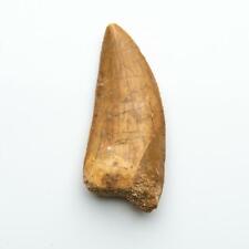 Genuine Natural Large Carcharodontosaurus Dinosaur Tooth picture