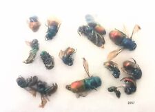 Hymenoptera Chrysididae MIXED 3-8mm 15pcs A1 or A- from Italy - #2057 picture