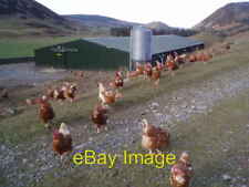 Photo 6x4 Free Range Hens Langhaugh/NT2031 The eggs these hens produce w c2007 picture