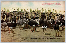 South Pasadena, California - Cawston Ostrich Farm - Vintage Postcard Unposted picture