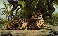 Vintage Postcard- The Tiger, This animal is found only UnPost 1910 picture