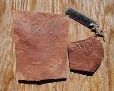 Amphibian footprints and small frond of Lebachia conifer. picture