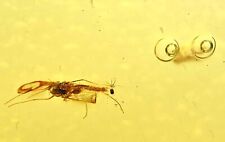 Parasitic or Phoretic Mite on Midge, Fossil Inclusion in Baltic Amber picture