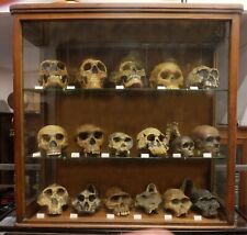 Anthropology - NATURAL SIZE - Ancient collection of 17 skulls of human evolution picture